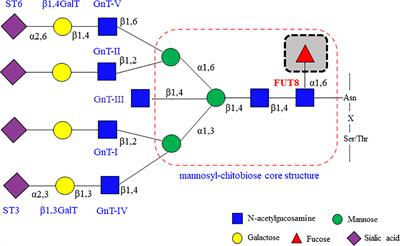 Core Fucosylation Regulates the Function of Pre-BCR, BCR and IgG in Humoral Immunity